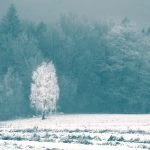 Ośnieżone pole z samotnym drzewem na tle lasu.